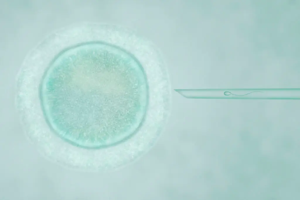 Mini-IVF vs. Traditional IVF: Key Benefits and Drawbacks to Consider